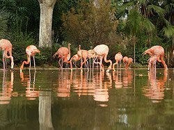 Zoo de Barcelona, flamencos