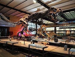 Instituto de Ciencias Naturales, dinosaurios