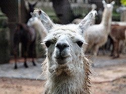 Zoo de Buenos Aires, llama