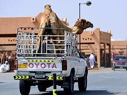 Al Ain, mercado de camellos