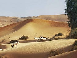 Dubai Desert Conservation Reserve