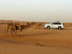 Safari desierto