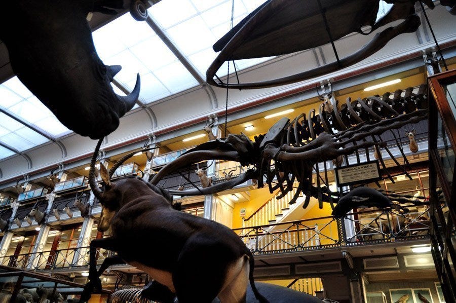HISTORIA MUSEO historia museo: