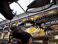 Museo de Historia Natural, exposicion