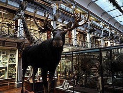 Museo de Historia Natural de Dublin