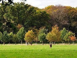 Phoenix Park, ciervos