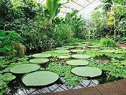 Real Jardin Botanico de Edimburgo, invernadero