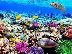 Buceo y Snorkel en Egipto