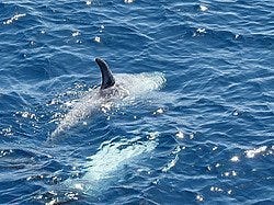 Mar Rojo: Delfines