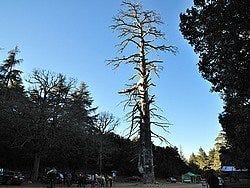 Gran Cedro Gouraud, Azrou