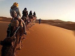 Desierto de Merzouga, camellos