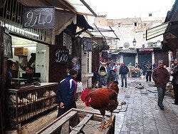 Pollo fresco