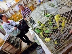 Mercado de los pájaros