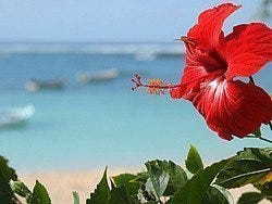 Hibiscus, una flor típica de la región