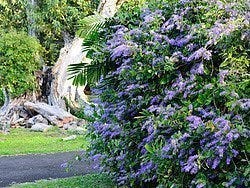 Jardín Botánico de Pamplemousses