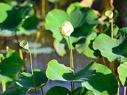 Jardín Botánico de Pamplemousses, lotos