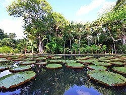 Jardín Botánico de Pamplemousses