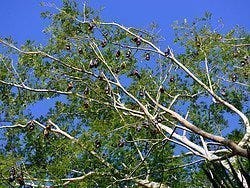 Murciélagos de la fruta