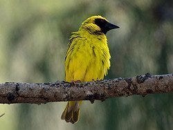Precioso pájaro típico de Mauricio