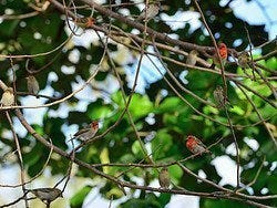 Pájaros típicos de la isla