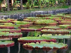 Jardín Botánico de Pamplemousses