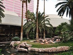 Flamencos en el Flamingo