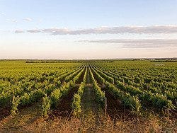 Viñedos de la bodega Herdade do Esporão