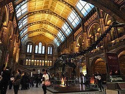 Musée d'Histoire Naturelle, Hall