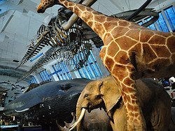 Musée d'Histoire Naturelle, biodiversité