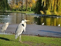 Regent's Park