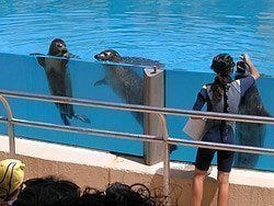 Faunia: Focas y leones marinos