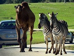 Safari Madrid, camellos y cebras