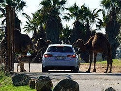 Safari Madrid, camellos