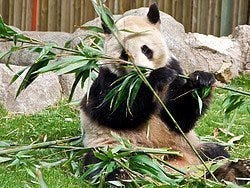 Zoo Aquarium de Madrid, Oso Panda