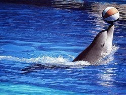 Delfinario del Zoo Aquarium