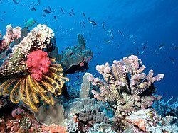 Arrecife de coral