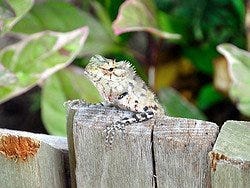Lagarto acechando