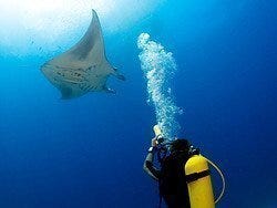 Manta Raya