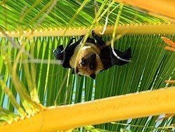 Murciélago de la fruta en una palmera
