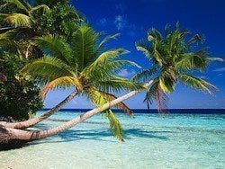 Palmera de Maldivas