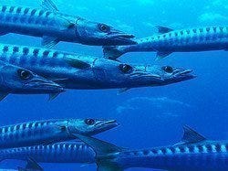 Barracudas en alta mar