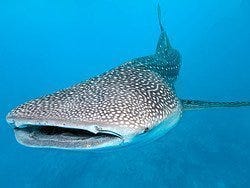 Tiburon Ballena