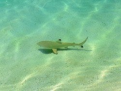 Tiburón de puntas negras