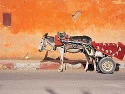 Burro triste y solitario