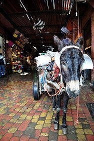 Burro en la entrada del zoco