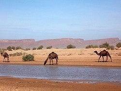 Oued Gris
