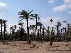 Palmeraie de Marrakech