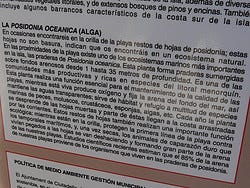 Posidonia Menorca (algas)