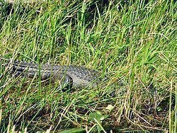 Everglades, caiman agazapado