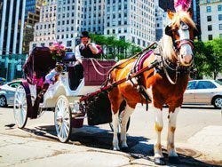 Horse drawn carriage in New York